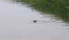 010705-094 Seal near Fulney Lock.jpg (36472 bytes)